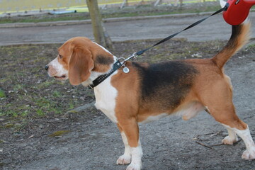 beagle dog in the park