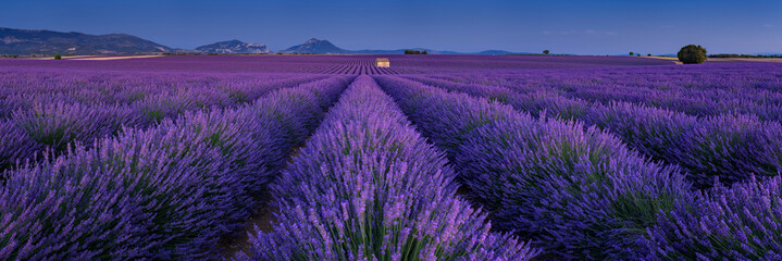 Provence lavender fields in Valensole Plateau at twilight in Summer. Alpes-de-Haute-Provence, France