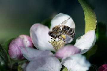 bee on a white flower on a tree. Bee picking pollen from apple flower.Bee on apple blossom