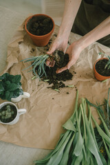 The girl's hands transplant green onions into a terracotta pot. Growing onions at home. Gardening.