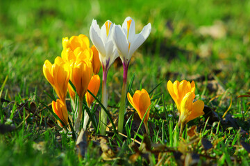 kwitnące kolorowe krokusy wiosną © gosia