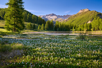 Queyras Nature Park with Lac de Roue lake covered with bogbean late Spring. Arvieux, Hautes-Alpes, French Alps, France