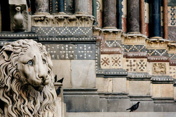 The wonderful marble lion in front of the Genoa Cathedral in Genoese Gothic style.