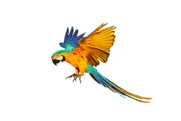 Colorful macaw parrot flying isolated on white