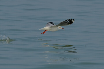 Brown-headed gull