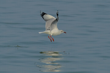 Brown-headed gull