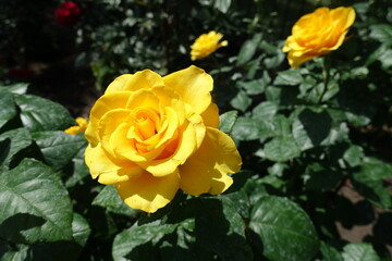 Three amber yellow flowers of rose in June
