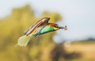 bird of paradise flies with a butterfly in its beak