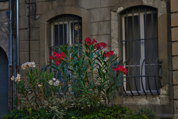 Fototapeta na wymiar flowers in front of a house