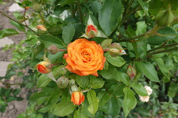 Closed buds and one opened flower of bright orange rose in August