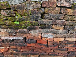 old brick walls covered with moss