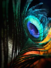 Foto op Canvas peacock feather close up © Diyaa