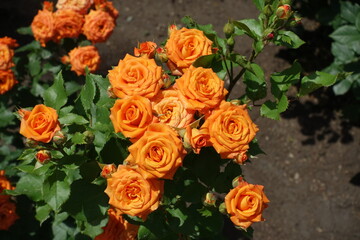 Tender orange flowers of rose in June