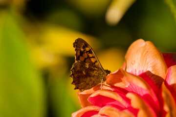 Mariposa sobre camelia