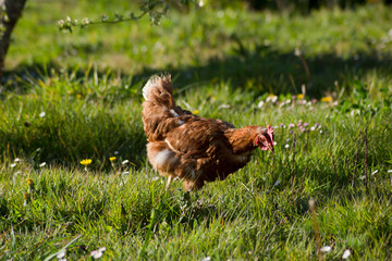 Gallina buscando alimento en un prado