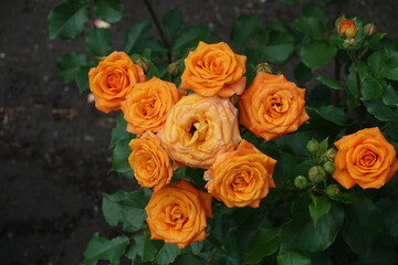 Vibrant orange flowers of rose in June