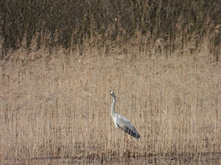 Grey heron