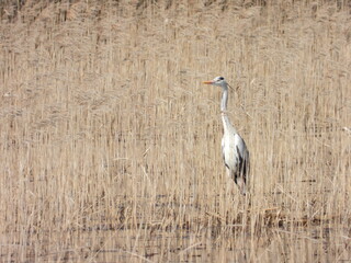 Grey heron