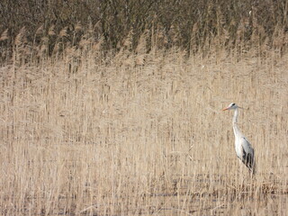 Grey heron