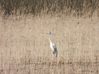 Grey heron