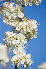 Floración de ciruelo