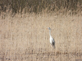 Grey heron