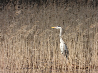 Grey heron