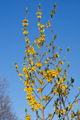 Forsythia koreana