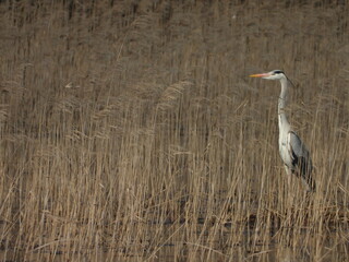 Grey heron
