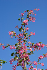 Ribes sanguineum, arbusto de flores peque&ntilde;as