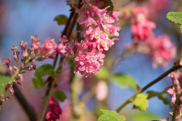 Ribes sanguineum, arbusto de flores pequeñas
