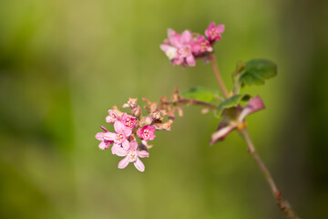 Ribes sanguineum, arbusto de flores pequeñas