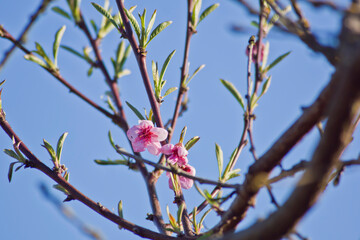 Melocotonero en flor