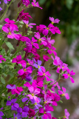 Colourful mixed colour aubretia trailing plants growing on a wall in Pinner UK. Taken on an unseasonally warm spring day in March 2021.