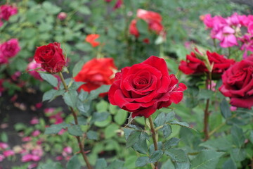 Carmine red flowers of roses in June