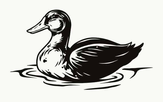 Wild duck swimming in water concept