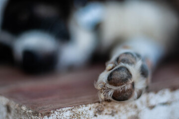 Resting dog paw