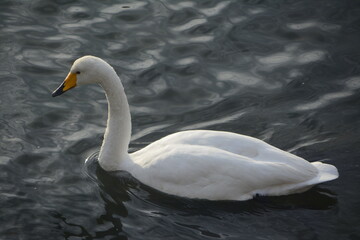 Naklejka na ściany i meble A meditating wild white swan in sea in the morning
