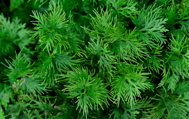 Good green organic dill in farmer's garden for food.Young dill plants grows in the open ground. Fragrant dill leaf growing. Dill herb leaf background harvest.