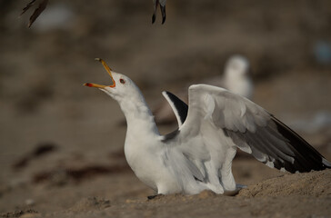 Lesser Black-backed Gull charging other at Busaiteen coast, Bahrain