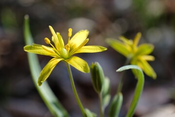 Fototapeta premium Close up of Gagea lutea (yellow star-of-Bethlehem) - spring plant with yellow flowers