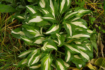 Hosta, flower in the garden, ornamental flowerbed plant with beautiful lush leaves. Photo in the natural environment.