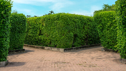 Maze garden design, green leaf wall plant on concrete walkway in gardens