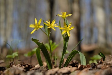 Big group of spring violet flowers in the forest - kidneywort Anemone hepatica