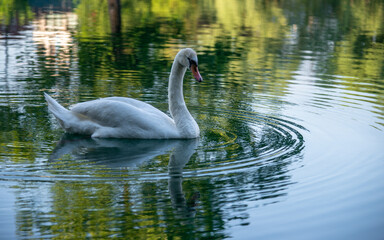 Fototapeta premium swan on the water