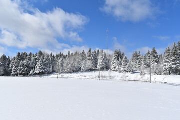Snowy spruce trees under a blue sky, Sainte-Apolline, Québec