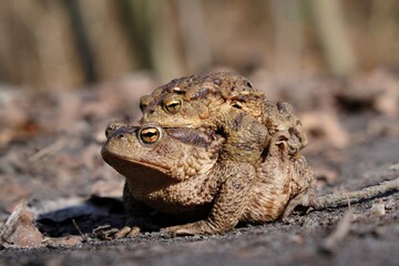 Two gray toads (Bufo bufo) during amplexus during the mating season on a forest road