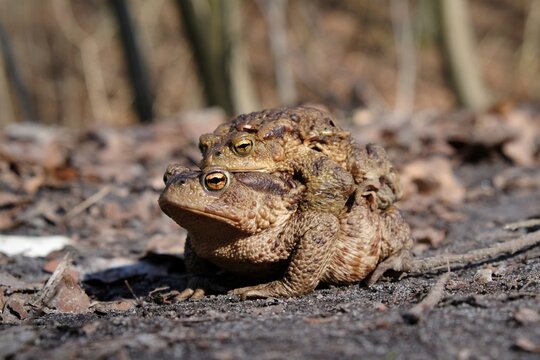 Two gray toads (Bufo bufo) during amplexus during the mating season on a forest road
