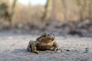 Gray toad (Bufo bufo) on a forest road during the mating season in spring