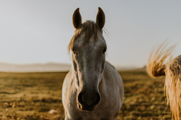 Grey horse in the light of sunset